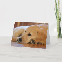 Golden Retriever Puppy Blank Inside