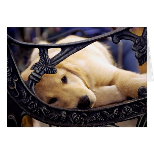 Golden Retriever Puppy Card