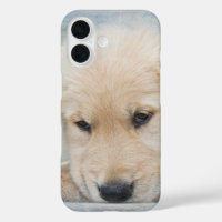 Golden Retriever Puppy