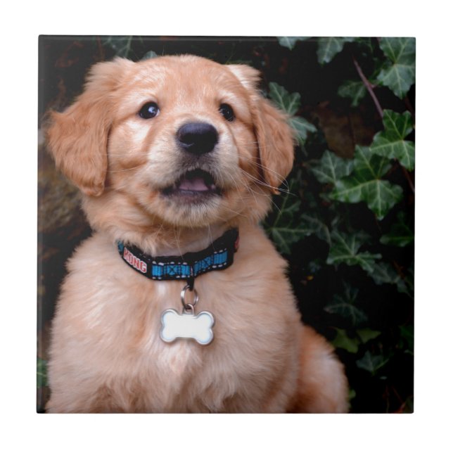 Golden Retriever Puppy Ceramic Tile (Front)