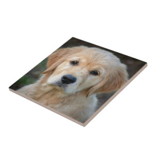 Golden Retriever Puppy Ceramic Tile