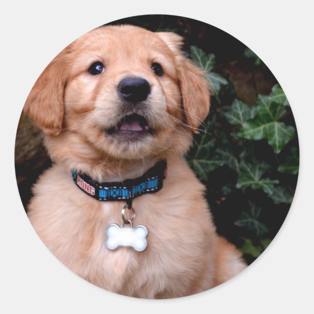 Golden Retriever Puppy Classic Round Sticker (Front)