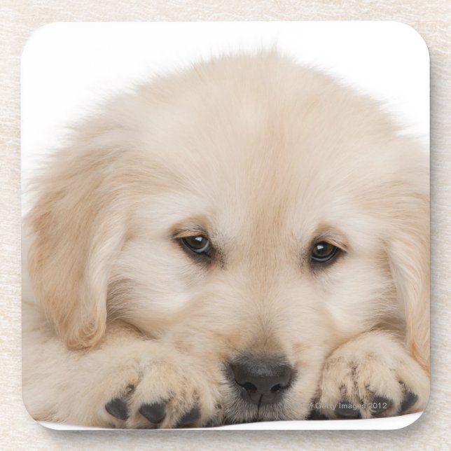 Golden retriever puppy coaster (Front)