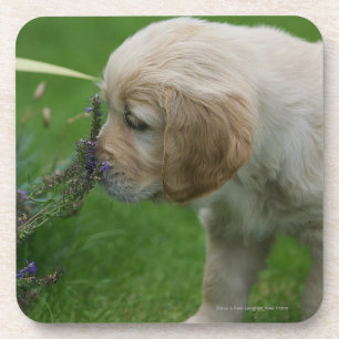 Golden Retriever Puppy Coaster