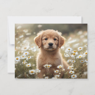 Golden Retriever Puppy Daisy Field Postcard