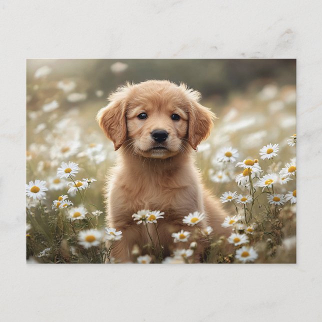 Golden Retriever Puppy Daisy Field Postcard (Front)