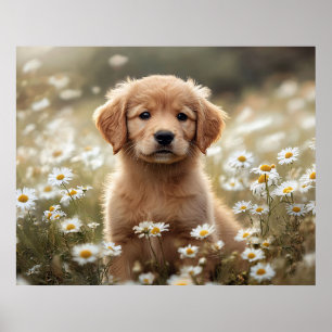 Golden Retriever Puppy Daisy Field Poster