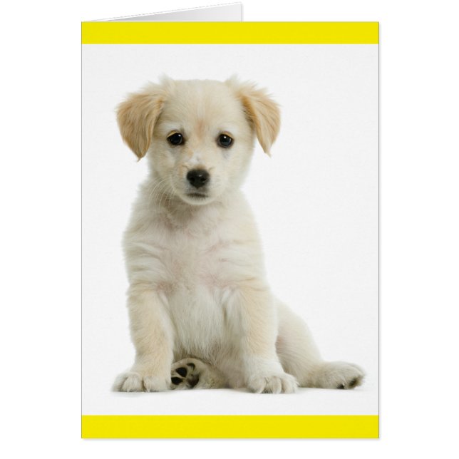 Golden Retriever Puppy Dog Blank (Front)
