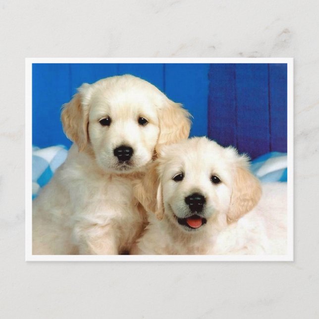 Golden Retriever Puppy Dog Blank Postcard (Front)