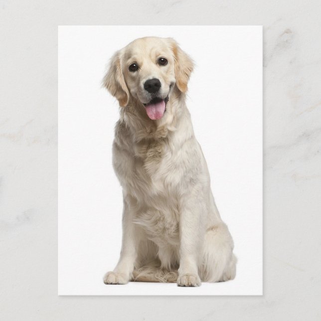 Golden Retriever Puppy Dog Blank Postcard (Front)