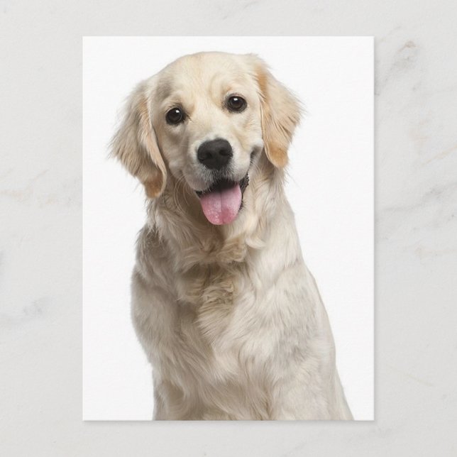 Golden Retriever Puppy Dog Blank Postcard (Front)