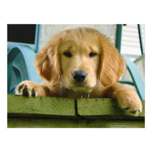 Golden Retriever Puppy Dog Canis Lupus Familiaris Photo Print