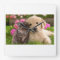 Golden Retriever Puppy Dog & Kitten  Sticker