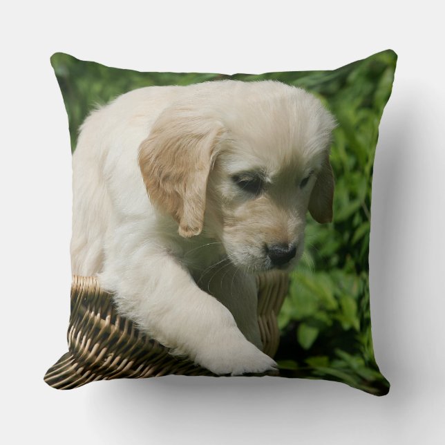 Golden Retriever Puppy in Basket Cushion (Front)