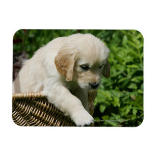 Golden Retriever Puppy in Basket Magnet
