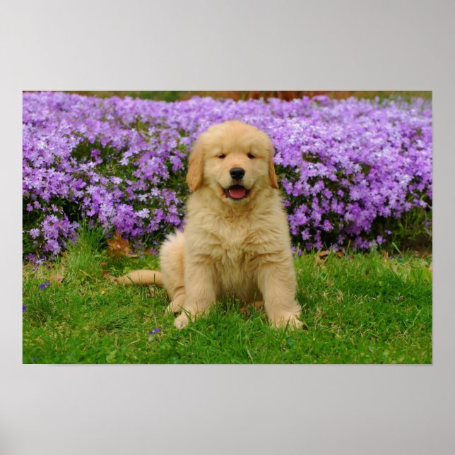 Golden Retriever Puppy in bed of Lavender Phlox Poster (Front)
