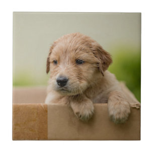 Golden Retriever Puppy in Box Ceramic Tile