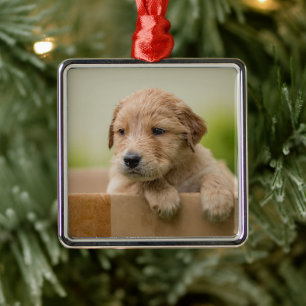 Golden Retriever Puppy in Box Metal Ornament