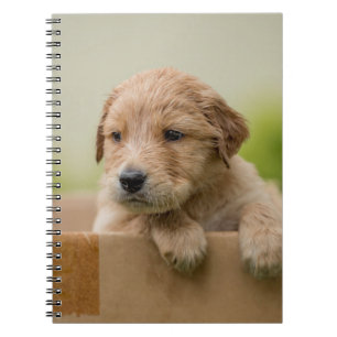 Golden Retriever Puppy in Box Notebook