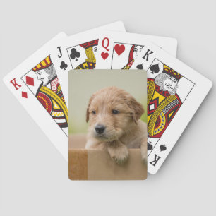 Golden Retriever Puppy in Box Playing Cards