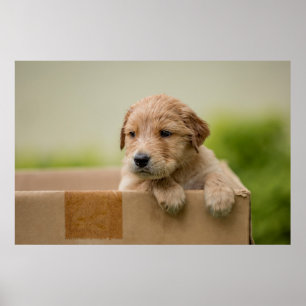 Golden Retriever Puppy in Box Poster