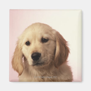 Golden Retriever Puppy Magnet