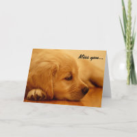 Golden Retriever Puppy Miss You