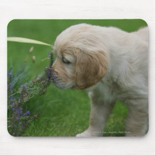 Golden Retriever Puppy Mouse Pad