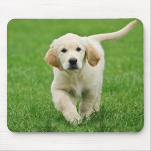 Golden retriever puppy mouse pad