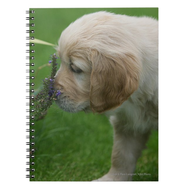 Golden Retriever Puppy Notebook (Front)