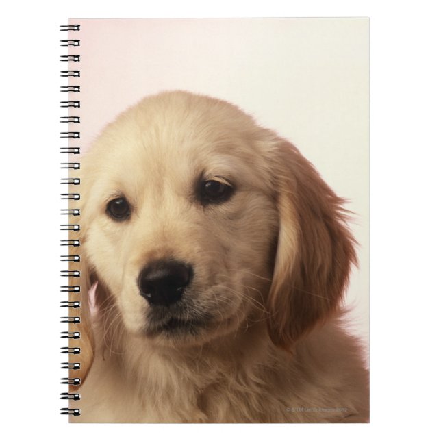 Golden retriever puppy notebook (Front)