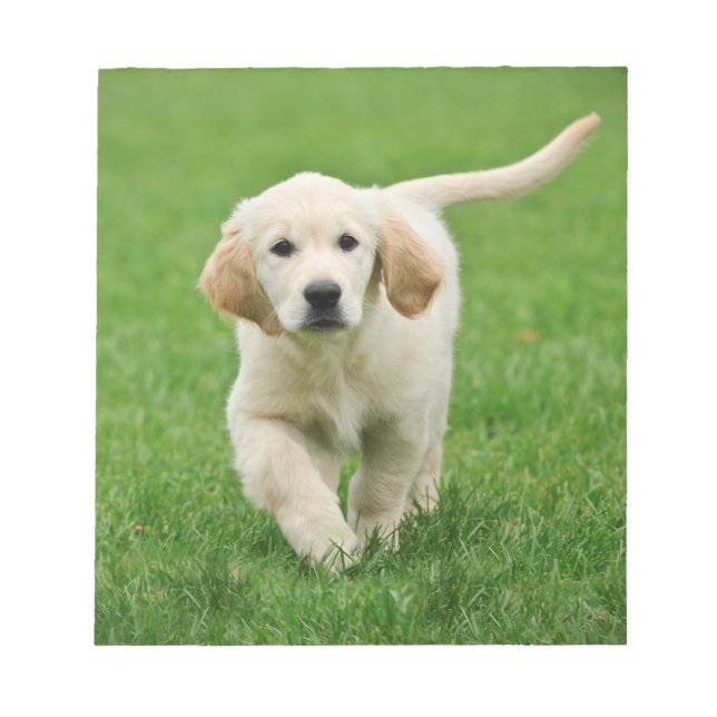 Golden retriever puppy notepad (Front)