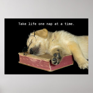 Golden Retriever Puppy on book Poster
