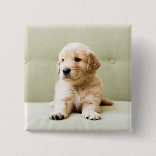 Golden Retriever Puppy on Couch 15 Cm Square Badge