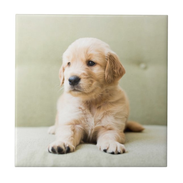 Golden Retriever Puppy on Couch Ceramic Tile (Front)