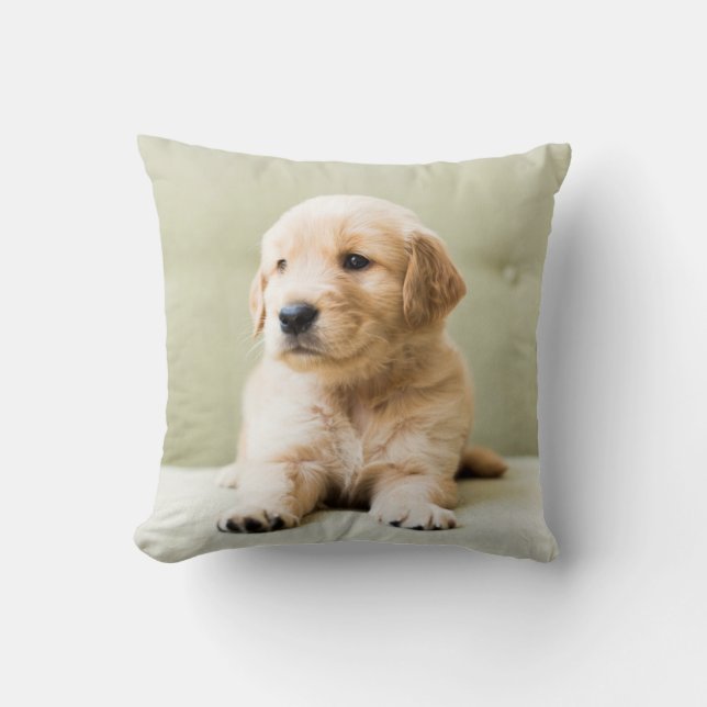 Golden Retriever Puppy on Couch Cushion (Front)