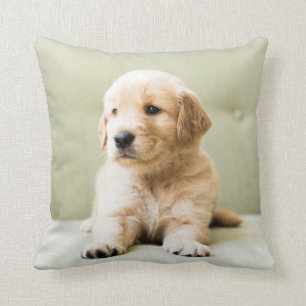 Golden Retriever Puppy on Couch Cushion
