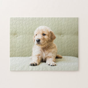 Golden Retriever Puppy on Couch Jigsaw Puzzle