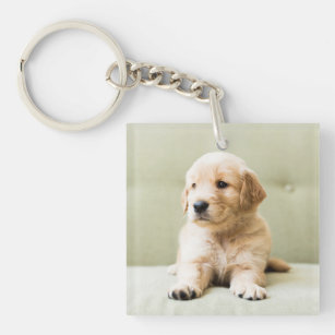Golden Retriever Puppy on Couch Key Ring