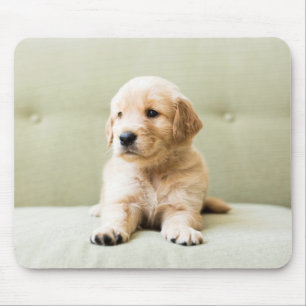 Golden Retriever Puppy on Couch Mouse Pad