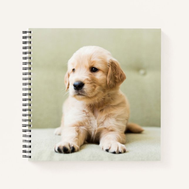 Golden Retriever Puppy on Couch Notebook (Front)