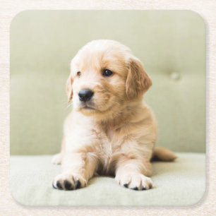 Golden Retriever Puppy on Couch Square Paper Coaster
