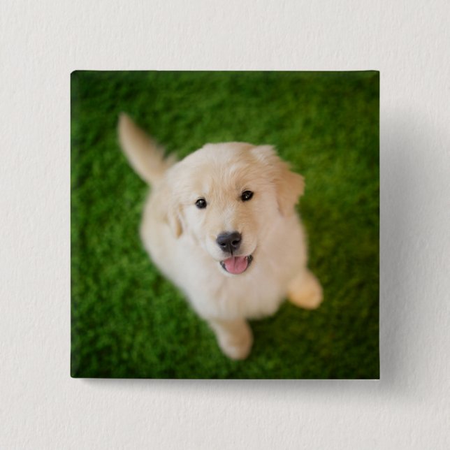 Golden Retriever Puppy on Grass 15 Cm Square Badge (Front)