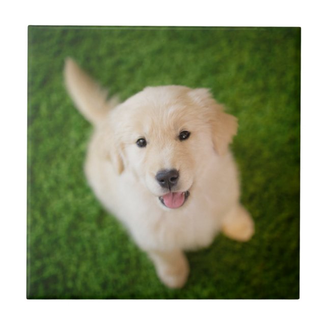 Golden Retriever Puppy on Grass Ceramic Tile (Front)