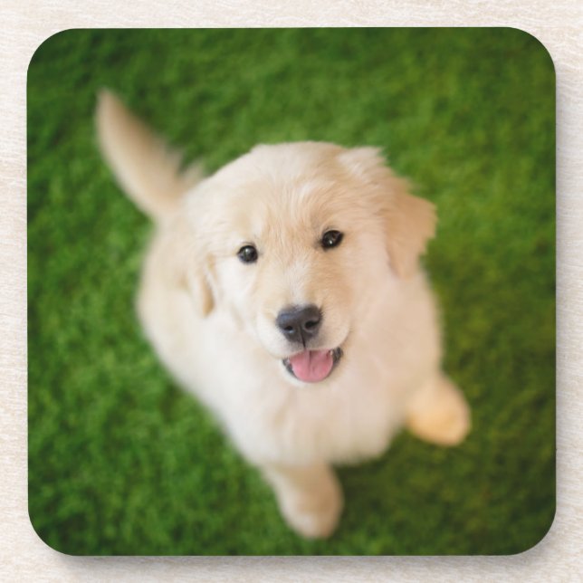 Golden Retriever Puppy on Grass Coaster (Front)