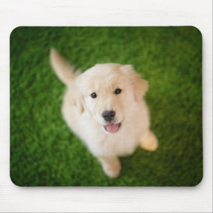 Golden Retriever Puppy on Grass Mouse Pad