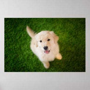 Golden Retriever Puppy on Grass Poster