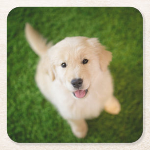 Golden Retriever Puppy on Grass Square Paper Coaster