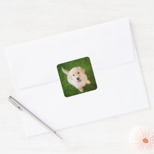 Golden Retriever Puppy on Grass Square Sticker