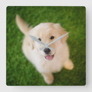Golden Retriever Puppy on Grass Square Wall Clock